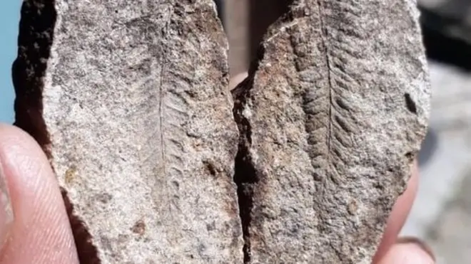 जीवाश्म