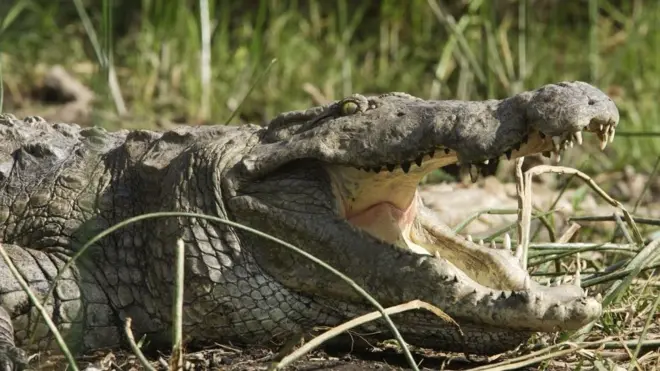 مگرمچھ ایتھوپیا