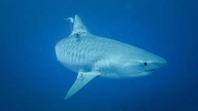 O povo aborígene yanyuwa acredita que o Golfojogos loteriaCarpentária, na Austrália, foi criado pelo tubarão-tigre | Foto: The Institute of Marine Science