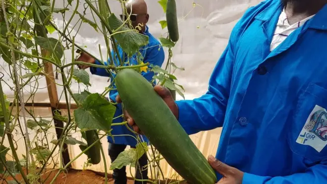 Dem deh also do farming inside di prison