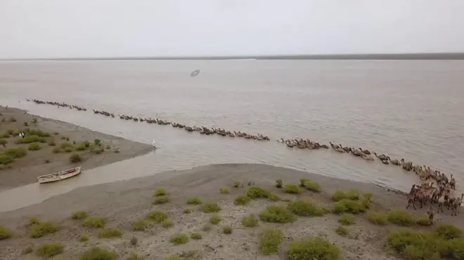 “الإبل العائمة” مهددة في الهند