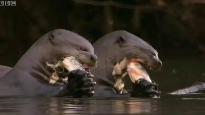 Dve vidre grickaju ribu