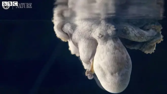 ¿Pueden soñar los pulpos?