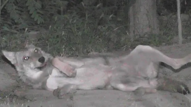 مادہ بھیڑیا