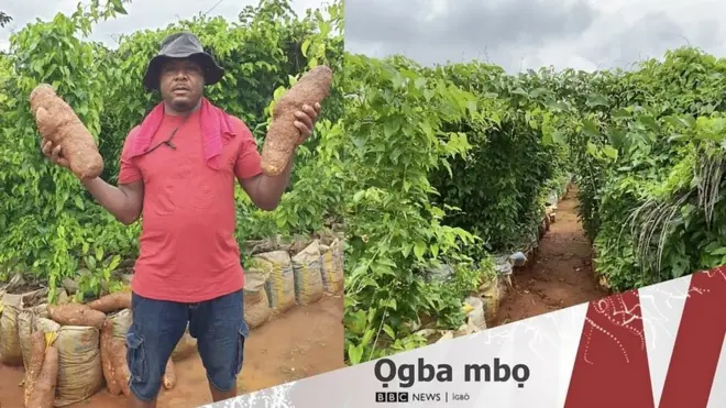 Ọgba mbọ: Ọkọọ ji n'akpa