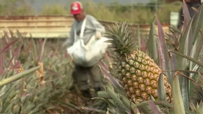 中國大陸祭出的鳳梨暫緩進口令，影響台灣鳳梨外銷甚大，果農盼望重開中國好銷路。