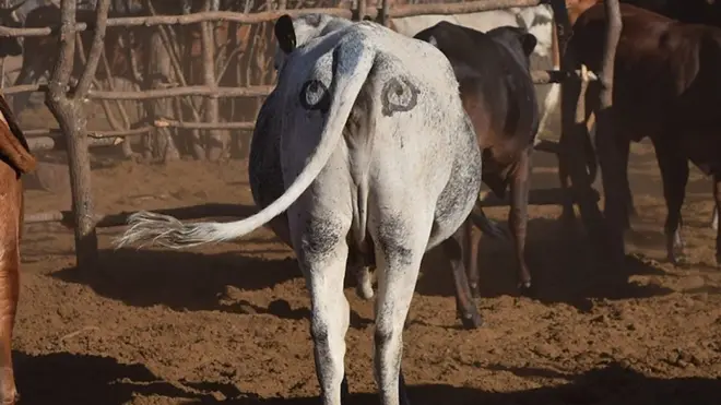 لماذا يرسم مزارعون عيون على مؤخرات الأبقار؟