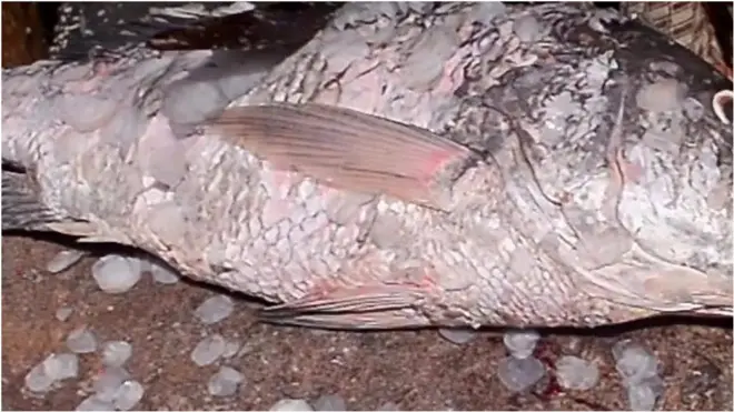 Ọjà ẹja Mákòókó ní Èkó