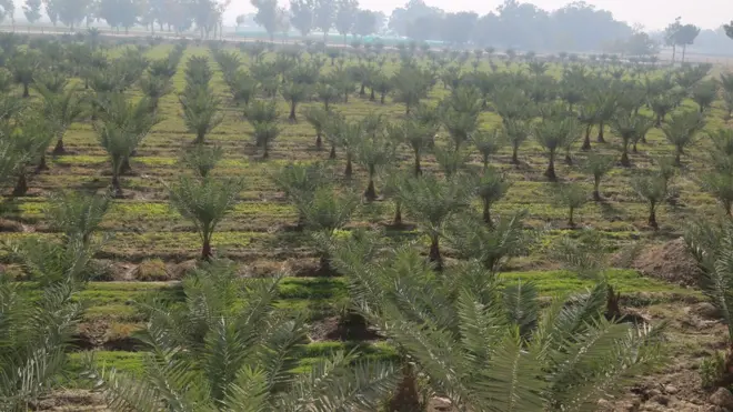 کشت خرما درافغانستان یک پدید نو است