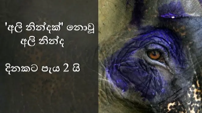 අලි