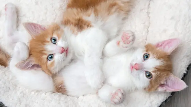 Charities are worried people only want pets for lockdown