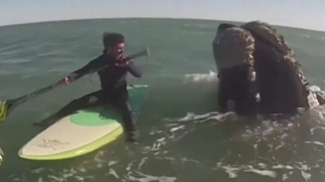 veslač na dasci i kit