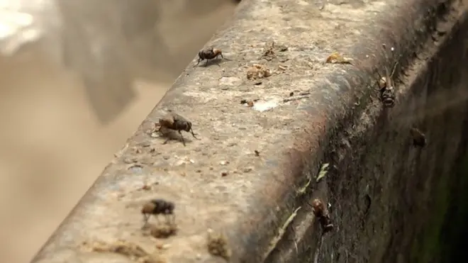 کراچی، مکھیاں، کچرا