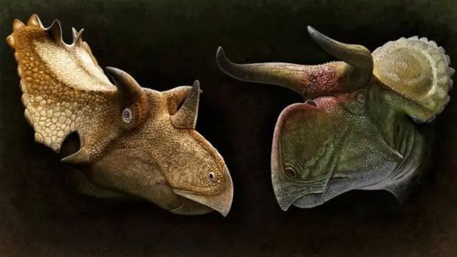 ไดโนเสาร์กินพืชชนิดที่มีเขาหรือจะงอยบางประเภท ได้แก่ Utahceratops gettyi (ซ้าย) และ Nasutoceratops titusi (ขวา)