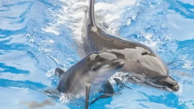 Pools for animals such as bottlenose dolphins must also be made significantly bigger under the rules