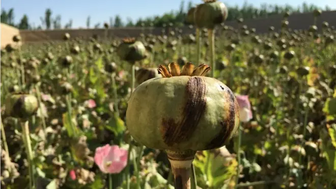 Afghanistan waa dalka soo saara opium-ta ugu badan ee caalamka oo dhan