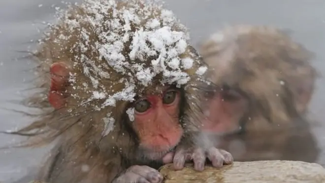 ลิงกังญี่ปุ่นหรือ "ลิงหิมะ" เป็นตัวดึงดูดนักท่องเที่ยวให้มาชมความน่ารักขณะแช่ตัวในบ่อน้ำพุร้อน