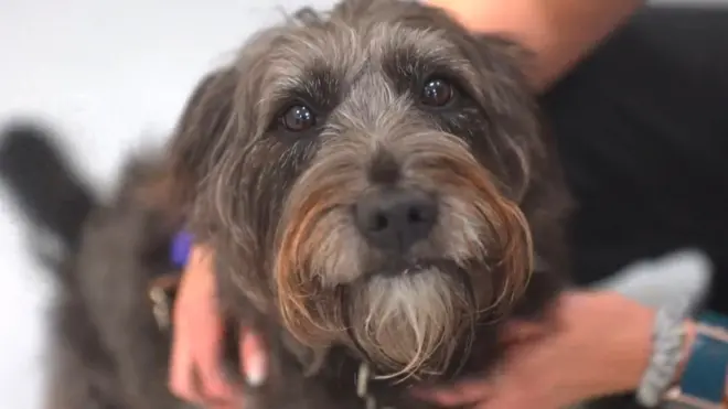 Soot the rescue dog, one of the dogs that took part in the trial