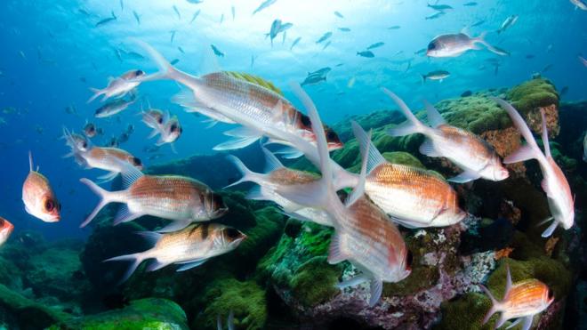 Peixes em coral em Laje de Santos, São Paulo