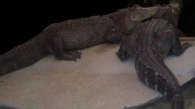 කිඹුලන් බැලීමට යාමෙන් වළකින ලෙස උපදෙස්