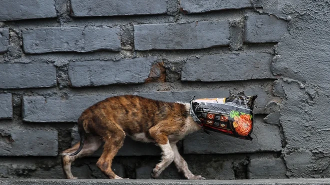 Chat avec un sachet plastique sur la tête.