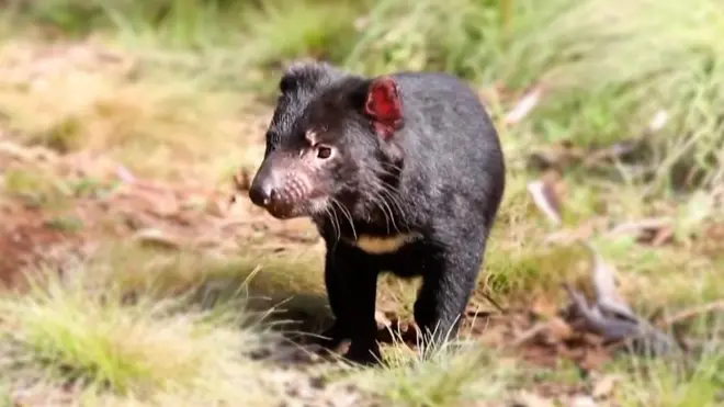 टास्मेनियन डेभिल