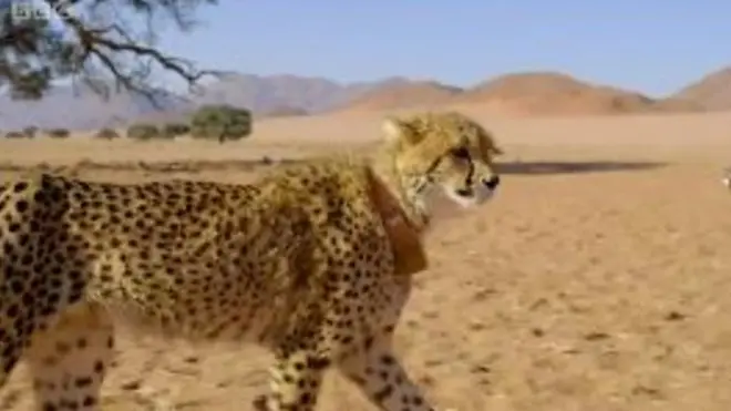 Гепард, чиє полювання досліджують науковці