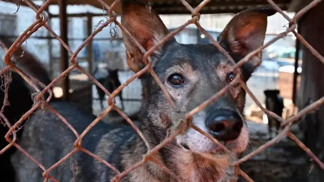 الأوكرانيون يتركون حيواناتهم الأليفة ويرحلون