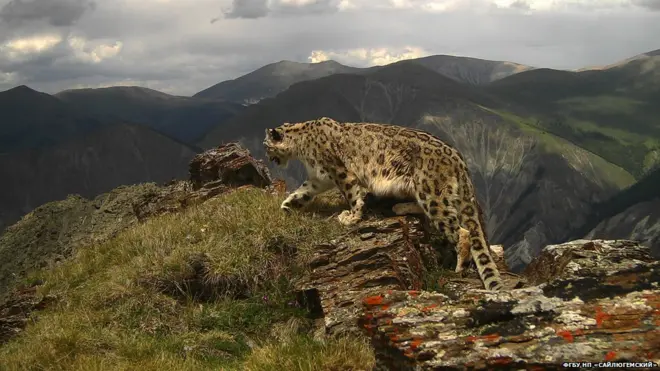 Ак илбирске байкоо салуунун эң натыйжалуу жолу - видео жана сүрөт капкандар