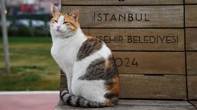 ఇస్తాంబుల్ పిల్లి 