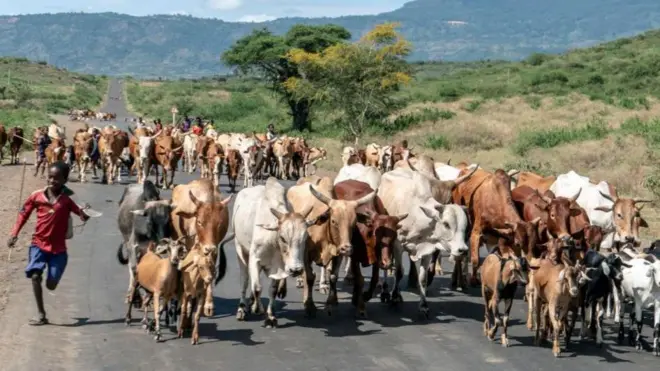 Looniifi re'ee daandiirra oofama ajiran