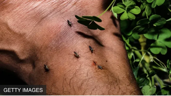 Ẹ̀fọn tó ń fa ibà 