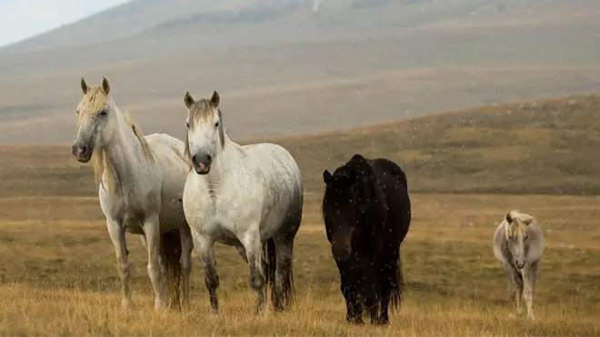 Quatro cavalos em meio a campos de vegetação rasteira e montanhas