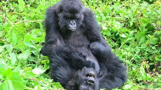 Sokwe wa kike wanaonekana kudumisha uhusiano wao wa kijamii kwa miaka mingi