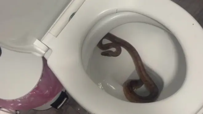 Neočekivani gost: Zmija u ve-ce šolji u Velikoj Britaniji