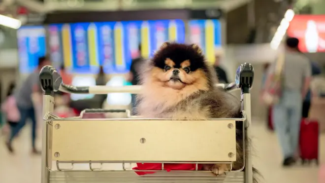 Cachorroanalise futebol bet365carro no aeroporto 