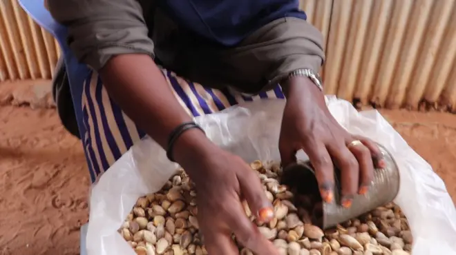 Xaliimo oo Yicib koombo-miiseysa