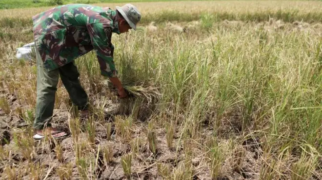 Petani di Banda Aceh terdampak kekeringan.