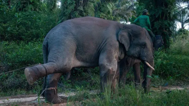 Ilustrasi konflik manusia dengan gajah
