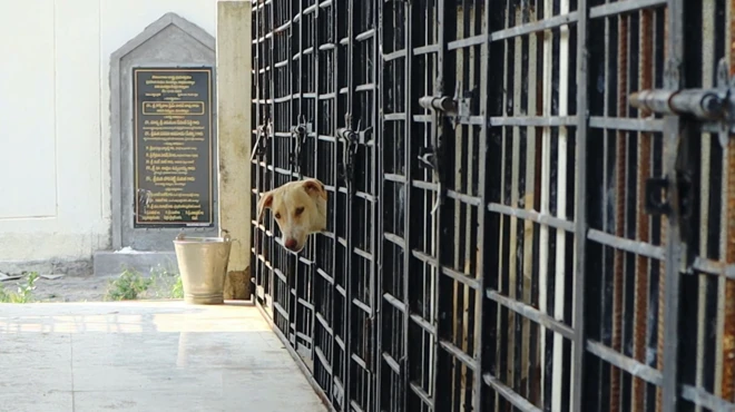 ప్రభుత్వ పశు సంరక్షణ కేంద్రం