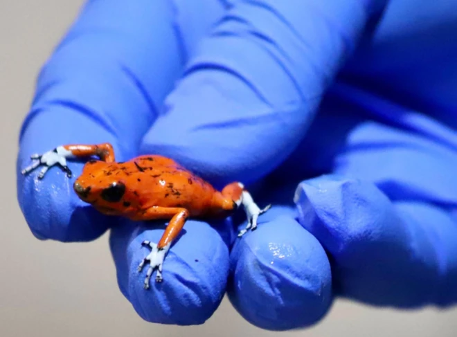 One of the 130 poisonous dart frogs seized by authorities in Colombian capital, Bogota in January this year