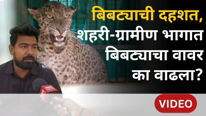 बिबट्याची दहशत : राज्यात शहरी आणि ग्रामीण भागात बिबट्याचा वावर का वाढला?