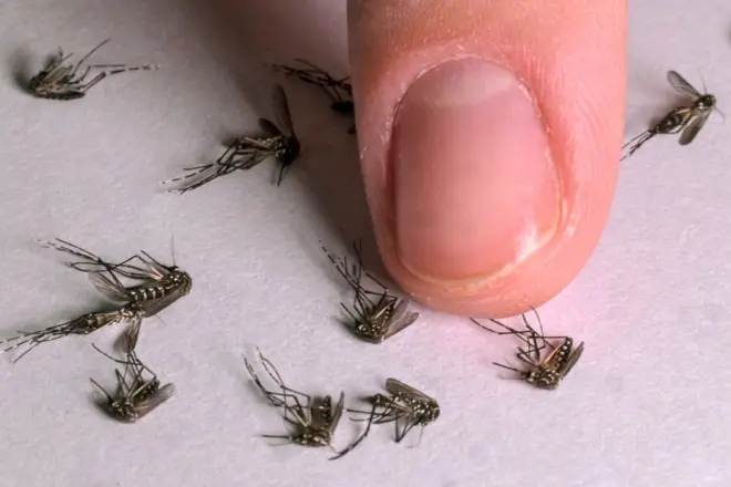 මදුරුවෝ