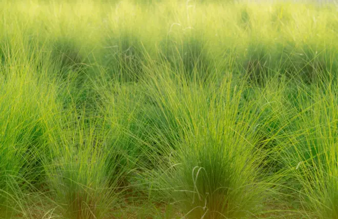 বিন্না ঘাস মাটির ক্ষয় রোধে ভূমিকা পালন করে