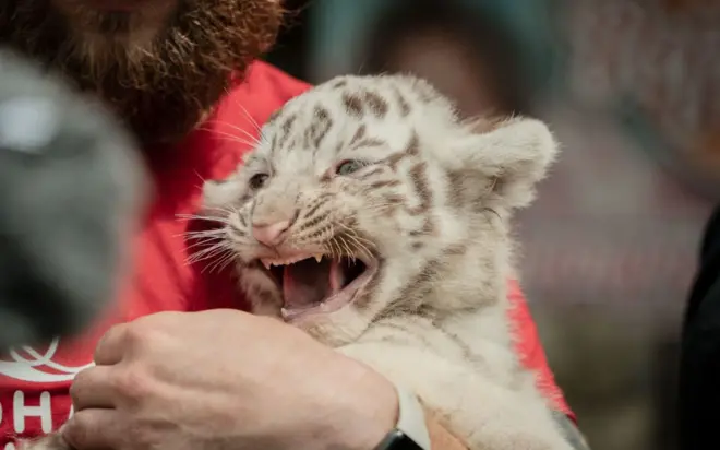 Біле тигреня, розміром як кішка, ніби невдоволено роззявляє пащу на руках у чоловіка з бородою у червоній футболці.