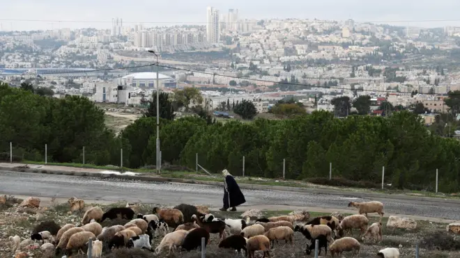 Cattle graze as a man walks by in the Givat Hamatos area near East Jerusalem (15 November 2020)