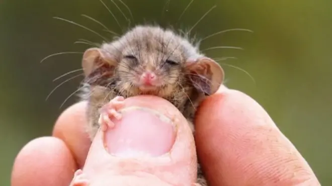 피그미 포섬은 호주 토착종으로, 유대목 주머니쥐과 포섬 중에서도 가장 작은 종류다