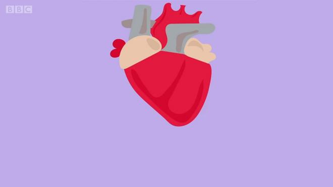 Пересадка сердца: что нужно знать