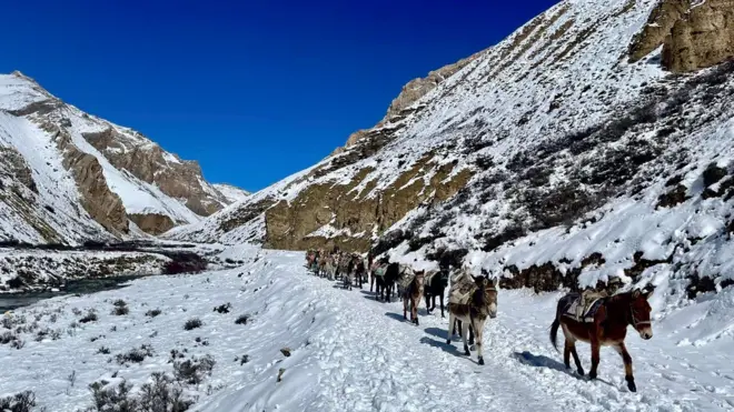 उपल्लो डोल्पाको डोल्पोबुद्ध गाउँपालिकको धोमा दैनिक उपभोग्य सामग्री ढुवानी गरेर सदरमुकाम दुनैतर्फ फर्कँदै गरेका खच्चड