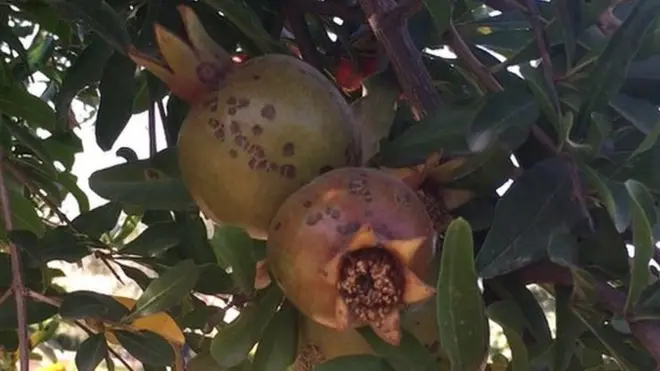 اس باغ میں وہ 21 انواع کے پودے ہیں جن کے ناموں کا ذکر قران میں کیا گیا ہے